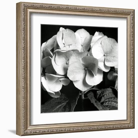 Hydrangea-Darlene Shiels-Framed Art Print