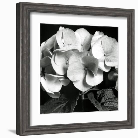 Hydrangea-Darlene Shiels-Framed Art Print