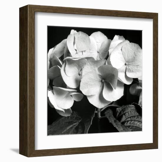 Hydrangea-Darlene Shiels-Framed Art Print