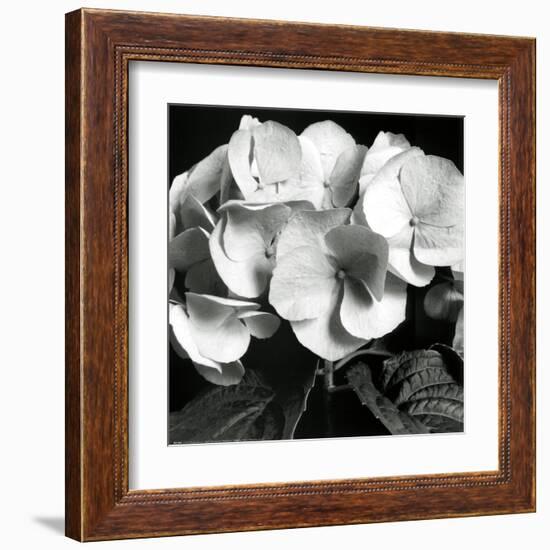 Hydrangea-Darlene Shiels-Framed Art Print