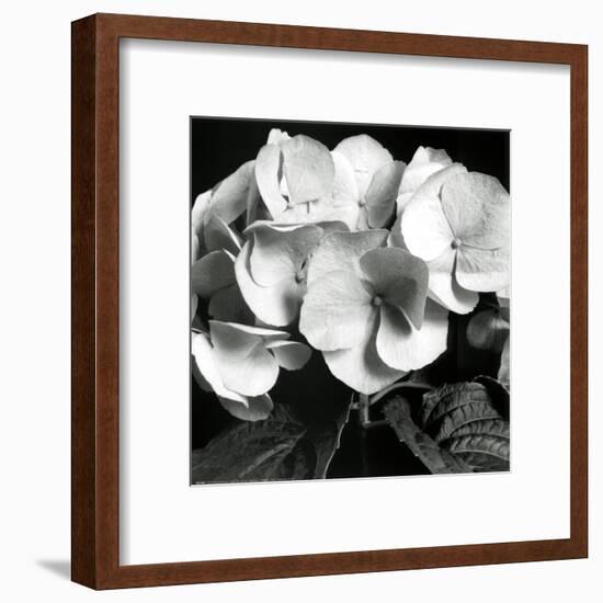 Hydrangea-Darlene Shiels-Framed Art Print