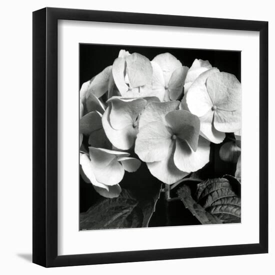 Hydrangea-Darlene Shiels-Framed Art Print