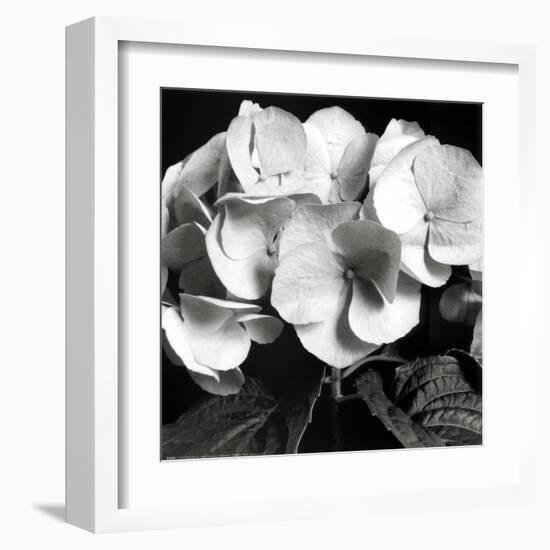 Hydrangea-Darlene Shiels-Framed Art Print