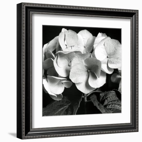 Hydrangea-Darlene Shiels-Framed Art Print