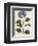 Hydrangea-John Miller-Framed Premium Giclee Print