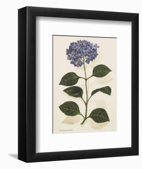 Hydrangea-John Miller-Framed Premium Giclee Print