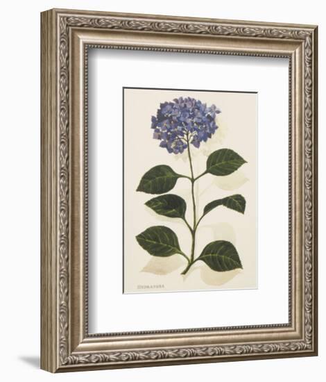 Hydrangea-John Miller-Framed Premium Giclee Print