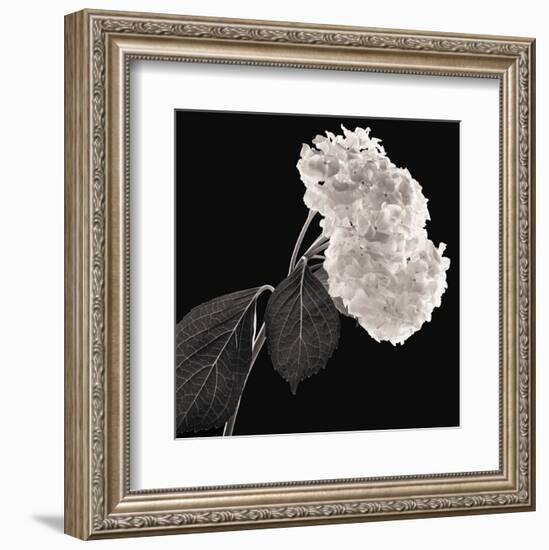 Hydrangea-Michael Harrison-Framed Art Print