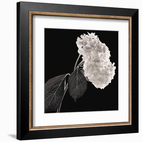 Hydrangea-Michael Harrison-Framed Art Print