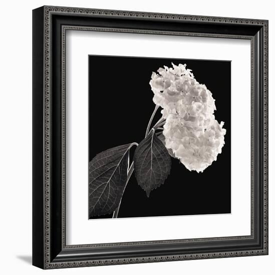 Hydrangea-Michael Harrison-Framed Art Print