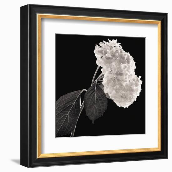 Hydrangea-Michael Harrison-Framed Art Print