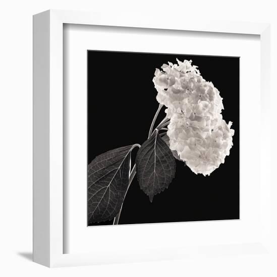 Hydrangea-Michael Harrison-Framed Art Print