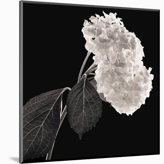 Hydrangea-Michael Harrison-Mounted Art Print