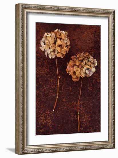 Hydrangea-Den Reader-Framed Photographic Print