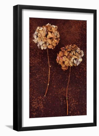 Hydrangea-Den Reader-Framed Photographic Print