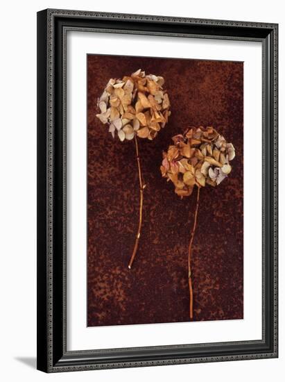 Hydrangea-Den Reader-Framed Photographic Print