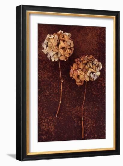 Hydrangea-Den Reader-Framed Photographic Print