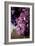 Hydrangea-Karyn Millet-Framed Photographic Print