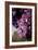 Hydrangea-Karyn Millet-Framed Photographic Print