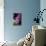 Hydrangea-Karyn Millet-Mounted Photographic Print displayed on a wall