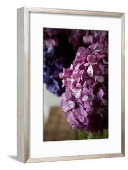 Hydrangea-Karyn Millet-Framed Photographic Print