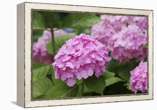 Hydrangea-Sweet Ink-Framed Premier Image Canvas