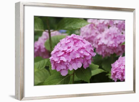 Hydrangea-Sweet Ink-Framed Premium Photographic Print