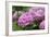 Hydrangea-Sweet Ink-Framed Premium Photographic Print