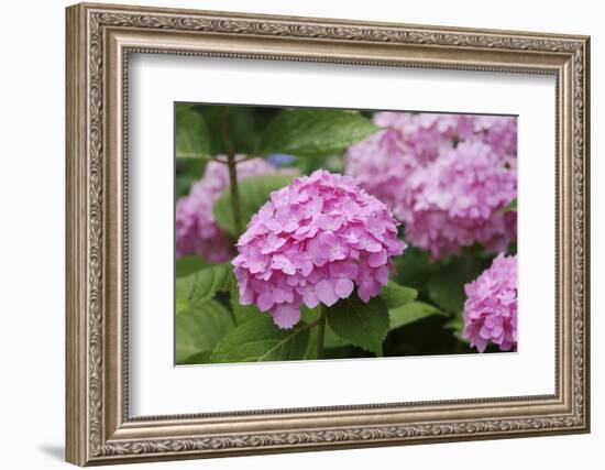 Hydrangea-Sweet Ink-Framed Photographic Print