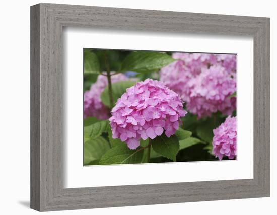 Hydrangea-Sweet Ink-Framed Photographic Print