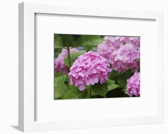 Hydrangea-Sweet Ink-Framed Photographic Print