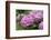 Hydrangea-Sweet Ink-Framed Photographic Print