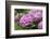 Hydrangea-Sweet Ink-Framed Photographic Print