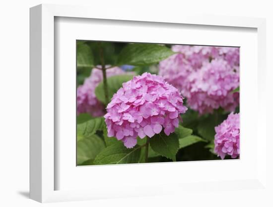 Hydrangea-Sweet Ink-Framed Photographic Print