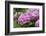 Hydrangea-Sweet Ink-Framed Photographic Print