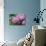 Hydrangea-Sweet Ink-Photographic Print displayed on a wall