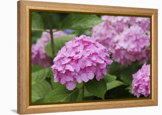 Hydrangea-Sweet Ink-Framed Premier Image Canvas