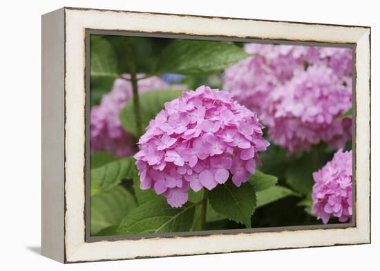 Hydrangea-Sweet Ink-Framed Premier Image Canvas