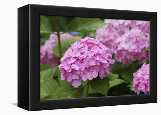 Hydrangea-Sweet Ink-Framed Premier Image Canvas