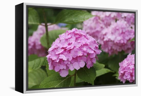 Hydrangea-Sweet Ink-Framed Premier Image Canvas