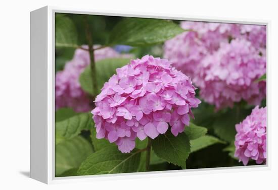 Hydrangea-Sweet Ink-Framed Premier Image Canvas