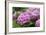 Hydrangea-Sweet Ink-Framed Photographic Print