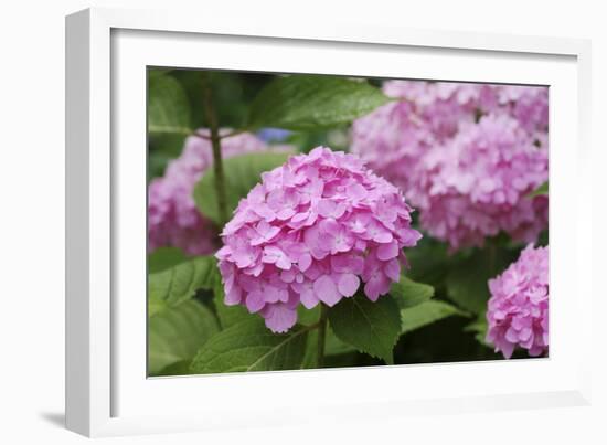 Hydrangea-Sweet Ink-Framed Photographic Print