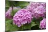 Hydrangea-Sweet Ink-Mounted Photographic Print