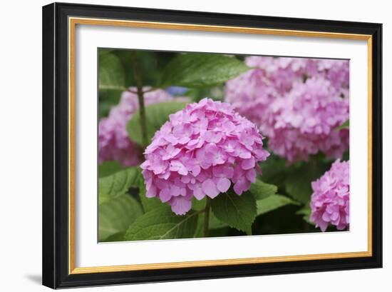 Hydrangea-Sweet Ink-Framed Photographic Print