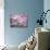 Hydrangea-Anna Miller-Photographic Print displayed on a wall