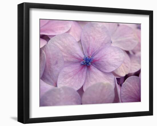 Hydrangea-Anna Miller-Framed Photographic Print