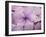 Hydrangea-Anna Miller-Framed Photographic Print