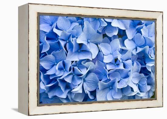 Hydrangea-dwph-Framed Premier Image Canvas