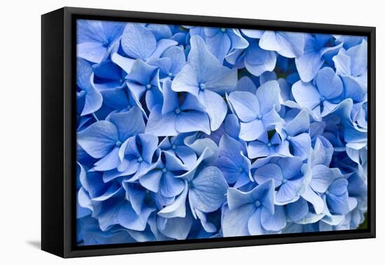 Hydrangea-dwph-Framed Premier Image Canvas